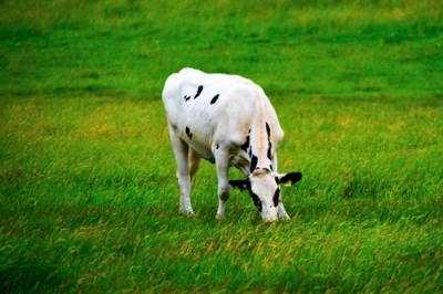 boeuf macreuse