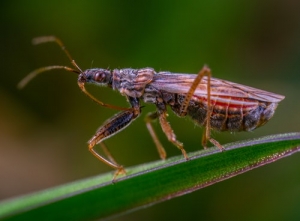 Macro photo et bague rallonge