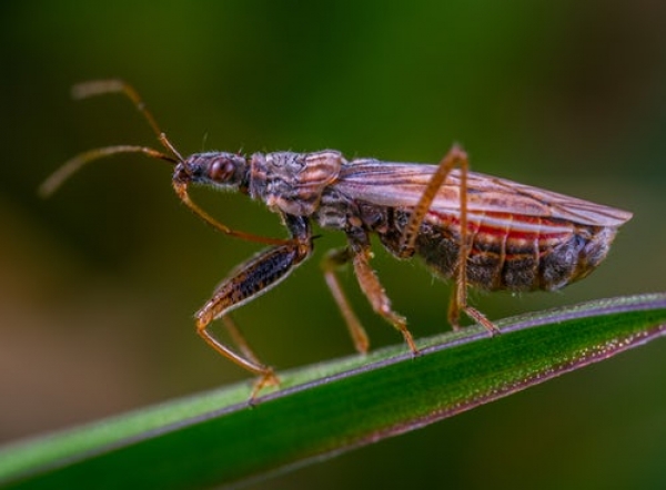 Macro photo et bague rallonge